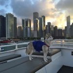 Working dog on Anita Dee Chicago yacht charter.